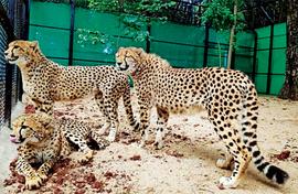 Making a tally of cheetahs, dead and alive