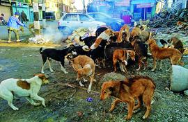 ‘So-called activists only want to have dogs in the street’