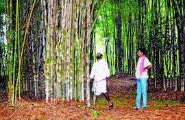 Bamboo bonanza for small farmers