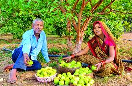 Small farmers with orchards are doing well