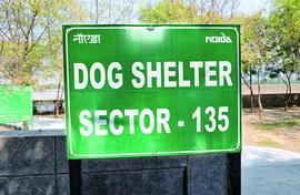 Why dogs run wild in Noida