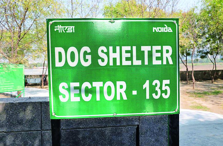 Why dogs run wild in Noida