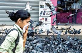 Feeding pigeons isn’t holy