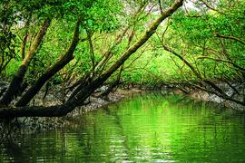 In a fragile Sundarbans