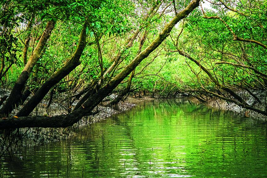 In a fragile Sundarbans