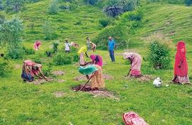 The common good in grass  