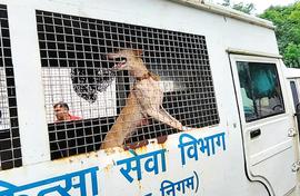 Human rights over stray dogs