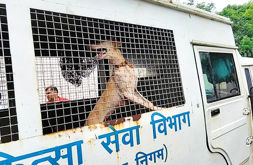 Human rights over stray dogs